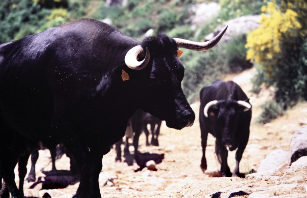 La aviñeñas suben por la calzada romana