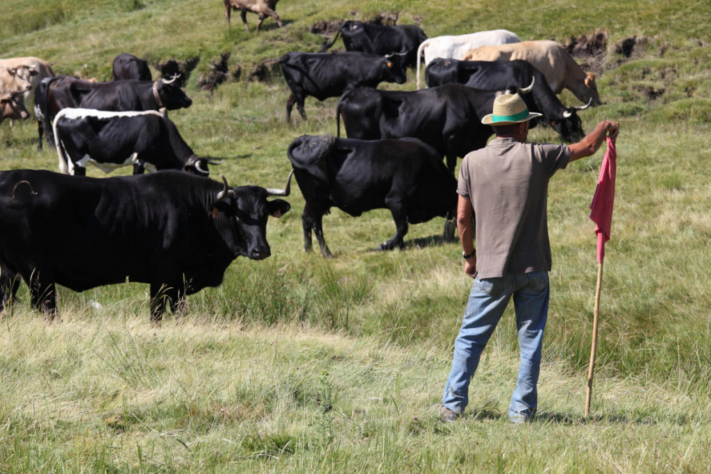 trashumancia_en_gredos-la_raza_avilena_negra_iberica2