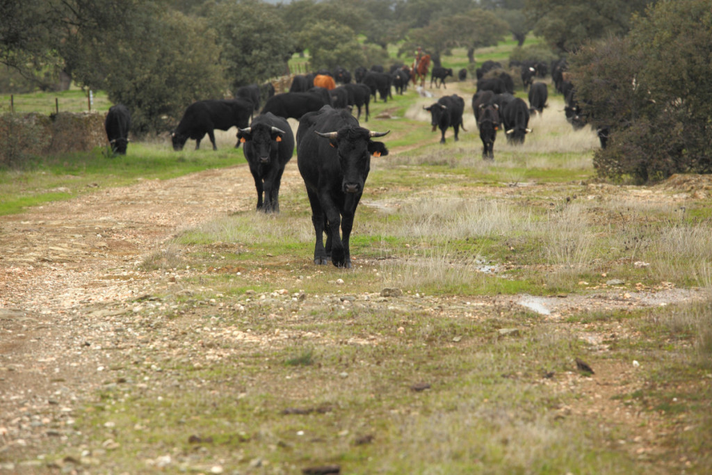 trashumancia_en_gredos-por_que_trashuman2